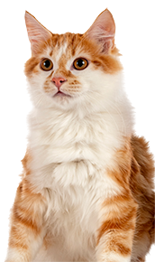 orange cat with white chest piece