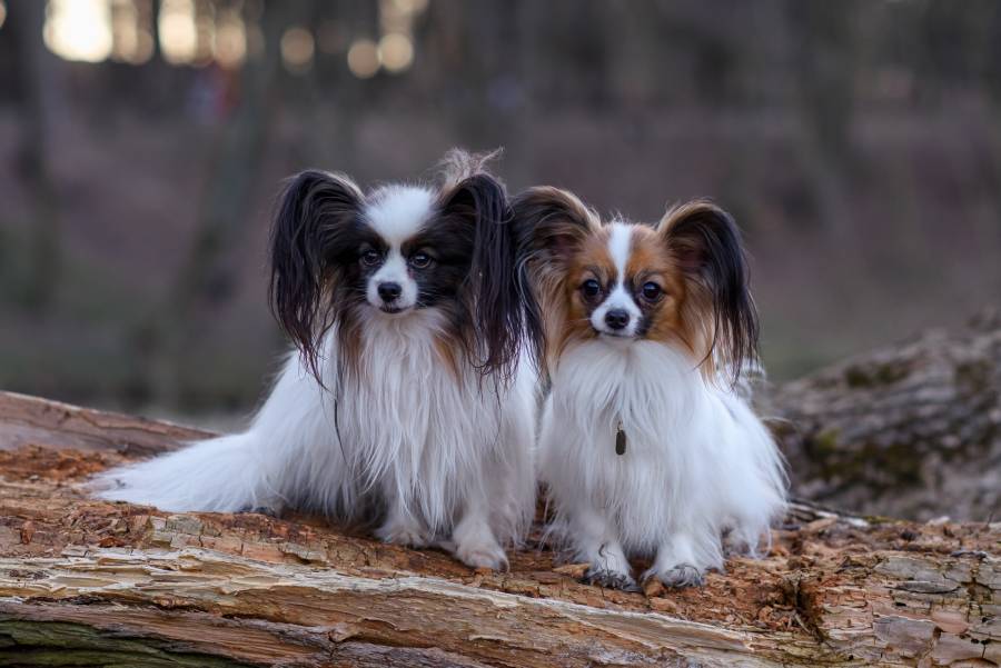 Papillon dogs outdoors in the forest in spring